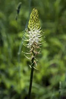German Wildflowers Europe Drucke: Spiked devil's claw (Phyteuma spicatum)
