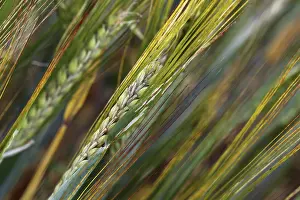 Cereal Cultivation Drucke: Spikes