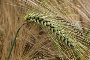 Cornfield Landscape Photography Drucke: Spikes