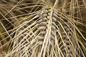 Agriculture Landscape Drucke: Spikes