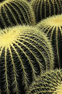 Cacti In Nature Drucke: Spiky surface of several cactuses close together