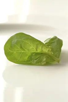 Raw Food Photography Drucke: Spinach
