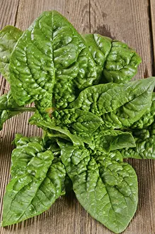 Boston Lettuce Salad Drucke: Spinach