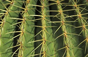 Macro Plant Photography Drucke: Spine cactus