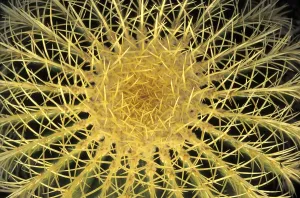 Prickly Cactus Drucke: Spine cactus
