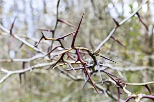 Russian Wildlife Photos Drucke: Spines on bare acacia branches in spring
