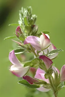 Plain Background Plants Drucke: Spiny restharrow (Ononis spinosa)