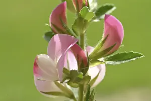 Spiny Restharrow Drucke: Spiny restharrow (Ononis spinosa)