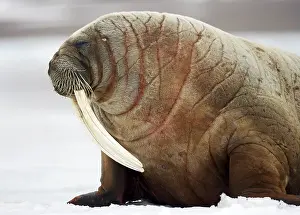 Drucke von Spitsbergen Walross Drucke: Spitsbergen
