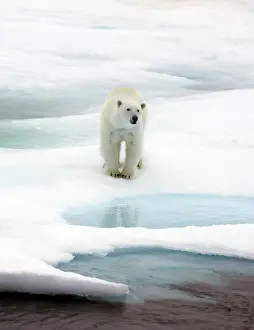 Svalbard Norway Drucke: Spitsbergen Svalbard