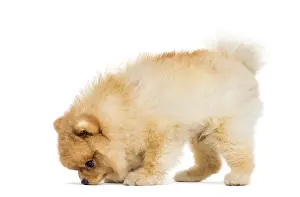 Studio Shot Dog Drucke: Spitz Dog in front of white background