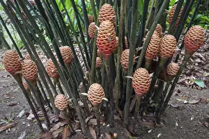 Latin America Botanicals Drucke: Splendid ginger (Zingiber spectabile)