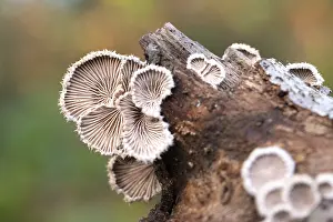 European Agaric Species Drucke: Split gill (Schizophyllum commune)