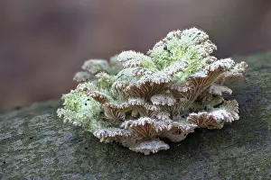 Northern Germany Mushrooms Drucke: Split-leaved leaflet (Schizophyllum commune)