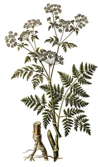 Gerahmter Druck : Gefleckter Brennnessel (Conium maculatum)