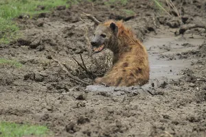 Mammal Wildlife Drucke: Spotted hyena