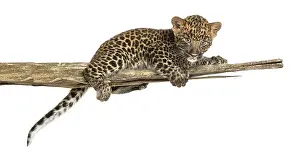 Leopard Drucke: Gesprenkelter Leopard-Küken liegt auf einem Ast.