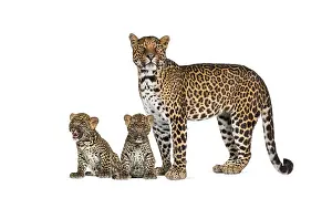 Feliformia Predator Drucke: Spotted leopard with her two cubs isolated
