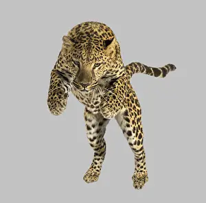 Exotic Animal Photography Drucke: Spotted leopard leaping, demonstrating strength and predatory agility on plain background
