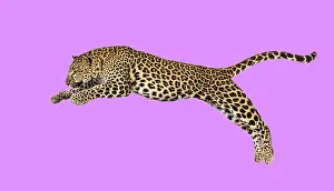 Feliformia Species Image Drucke: Spotted leopard leaping, panthera pardus