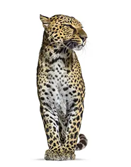 Feliformia Species Image Drucke: Spotted leopard, Panthera pardus