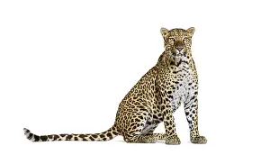 Predator Wildlife Photos Drucke: Spotted leopard standing in front and facing at the camera