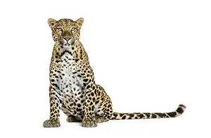 Big Cat Studio Shot Drucke: Spotted leopard standing in front and facing at the camera