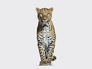 Feliformia Species Photo Drucke: Spotted leopard standing in front and facing at the camera on grey background