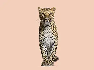 Predator Cat Images Drucke: Spotted leopard standing in front and facing at the camera on a orange background