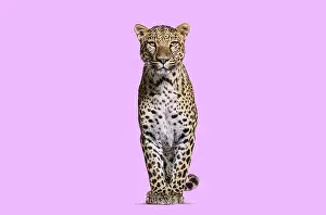 Predator Wildlife Photo Drucke: Spotted leopard standing in front and facing at the camera on a pink background