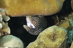 Bilder Datiert 30. Juli 2024: Spotted moray eel print