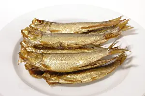 Drucke von Sprats Sprotte Drucke: Sprats