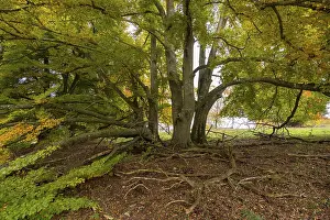 Beech Tree Germany Drucke: Spreading tree with visible roots