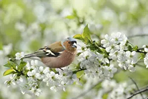 Passerine Bird Photography Drucke: Spring 115