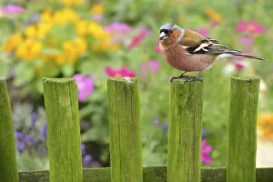 Oscine Bird Photography Drucke: Spring 309