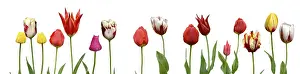 First Day Of Spring Drucke: Spring