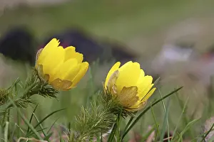 Central European Springtime Scene Drucke: Spring adonis (Adonis vernalis)