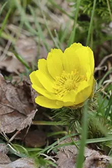 Early Bloomer Drucke: Spring adonis (Adonis vernalis)