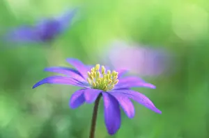 Springtime Flower Photography Drucke: Spring anemone blossom