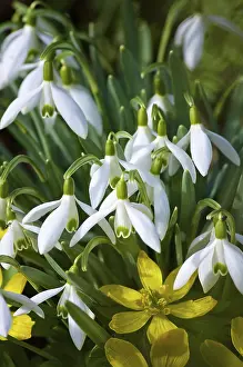 Exterior Garden Views Drucke: Spring awakens in the garden