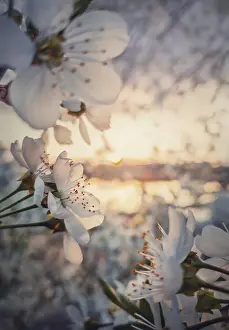 Fruit Blossom Close Up Drucke: Spring blooming cherry tree. Close up sakura flowers over sunset background
