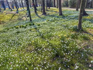 Uninhabited German Village Drucke: Spring Blumenwall Rinteln Germany