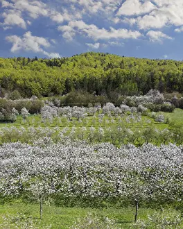 Cherry Blossoms Germany Drucke: Spring, cherry blossoms, fruit trees