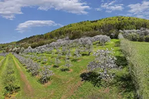 Cherry Blossoms Germany Drucke: Spring, cherry blossoms, fruit trees
