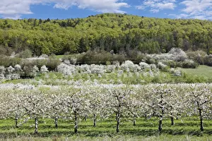 Cherry Blossoms Germany Drucke: Spring, cherry blossoms, fruit trees