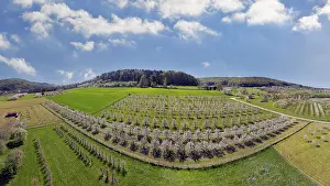 Cherry Blossoms Germany Drucke: Spring, cherry blossoms, fruit trees