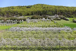 Deciduous Trees In Spring Drucke: Spring, cherry blossoms, fruit trees