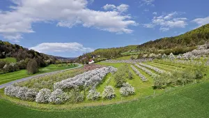 Springtime In Southern Germany Drucke: Spring, cherry blossoms, fruit trees