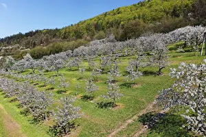 Deciduous Trees Germany Drucke: Spring, cherry blossoms, fruit trees