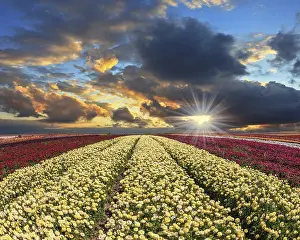 Yellow Flowers In Bloom Drucke: Spring cloud illuminated by the sunset